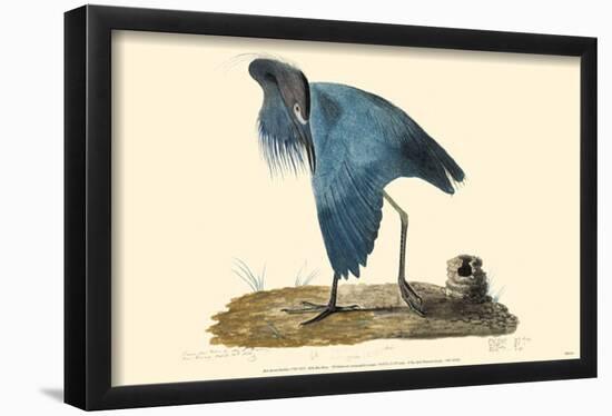 Little Blue Heron-null-Framed Poster