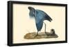 Little Blue Heron-null-Framed Poster