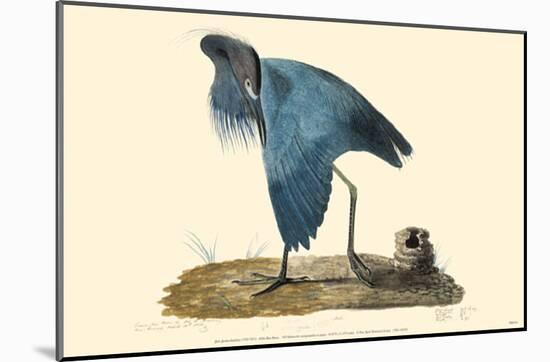 Little Blue Heron-null-Mounted Poster