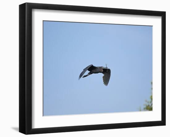 Little Blue Heron-Gary Carter-Framed Photographic Print