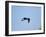 Little Blue Heron-Gary Carter-Framed Photographic Print