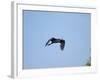 Little Blue Heron-Gary Carter-Framed Photographic Print