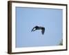 Little Blue Heron-Gary Carter-Framed Photographic Print