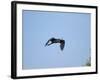 Little Blue Heron-Gary Carter-Framed Photographic Print