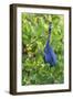 Little Blue Heron-Ken Archer-Framed Photographic Print