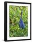 Little Blue Heron-Ken Archer-Framed Photographic Print