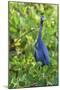 Little Blue Heron-Ken Archer-Mounted Photographic Print