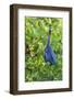 Little Blue Heron-Ken Archer-Framed Photographic Print