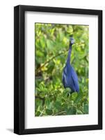 Little Blue Heron-Ken Archer-Framed Photographic Print