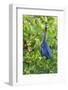 Little Blue Heron-Ken Archer-Framed Photographic Print