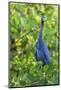 Little Blue Heron-Ken Archer-Mounted Photographic Print