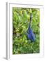 Little Blue Heron-Ken Archer-Framed Photographic Print