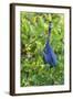 Little Blue Heron-Ken Archer-Framed Photographic Print