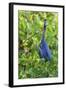 Little Blue Heron-Ken Archer-Framed Photographic Print