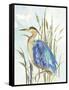 Little Blue Heron-Aimee Wilson-Framed Stretched Canvas