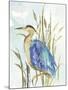 Little Blue Heron-Aimee Wilson-Mounted Art Print