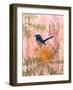 Little Blue Wren-Trudy Rice-Framed Art Print