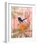 Little Blue Wren-Trudy Rice-Framed Art Print