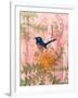 Little Blue Wren-Trudy Rice-Framed Art Print