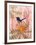 Little Blue Wren-Trudy Rice-Framed Art Print