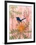 Little Blue Wren-Trudy Rice-Framed Art Print