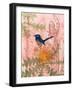 Little Blue Wren-Trudy Rice-Framed Art Print