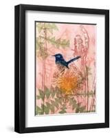 Little Blue Wren-Trudy Rice-Framed Art Print