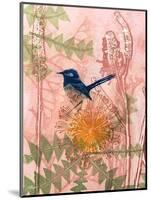 Little Blue Wren-Trudy Rice-Mounted Art Print