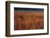 Little Bluestem Grasses On The Prairie-Steve Gadomski-Framed Photographic Print