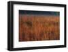 Little Bluestem Grasses On The Prairie-Steve Gadomski-Framed Photographic Print