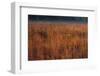 Little Bluestem Grasses On The Prairie-Steve Gadomski-Framed Photographic Print