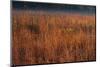 Little Bluestem Grasses On The Prairie-Steve Gadomski-Mounted Photographic Print