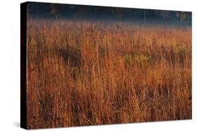 Little Bluestem Grasses On The Prairie-Steve Gadomski-Stretched Canvas