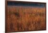 Little Bluestem Grasses On The Prairie-Steve Gadomski-Framed Photographic Print