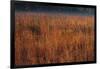 Little Bluestem Grasses On The Prairie-Steve Gadomski-Framed Photographic Print