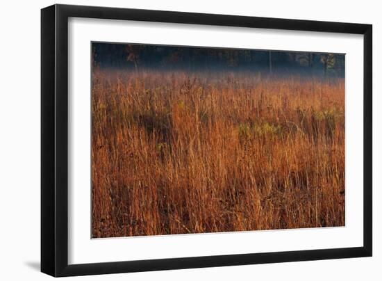 Little Bluestem Grasses On The Prairie-Steve Gadomski-Framed Photographic Print