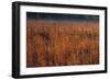 Little Bluestem Grasses On The Prairie-Steve Gadomski-Framed Photographic Print