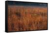 Little Bluestem Grasses On The Prairie-Steve Gadomski-Framed Stretched Canvas