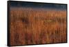 Little Bluestem Grasses On The Prairie-Steve Gadomski-Framed Stretched Canvas