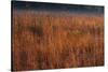 Little Bluestem Grasses On The Prairie-Steve Gadomski-Stretched Canvas