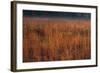 Little Bluestem Grasses On The Prairie-Steve Gadomski-Framed Photographic Print