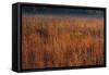 Little Bluestem Grasses On The Prairie-Steve Gadomski-Framed Stretched Canvas