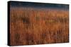 Little Bluestem Grasses On The Prairie-Steve Gadomski-Stretched Canvas