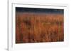 Little Bluestem Grasses On The Prairie-Steve Gadomski-Framed Photographic Print