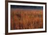 Little Bluestem Grasses On The Prairie-Steve Gadomski-Framed Photographic Print