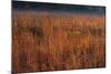Little Bluestem Grasses On The Prairie-Steve Gadomski-Mounted Photographic Print