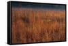 Little Bluestem Grasses On The Prairie-Steve Gadomski-Framed Stretched Canvas