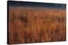 Little Bluestem Grasses On The Prairie-Steve Gadomski-Stretched Canvas