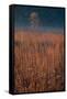 Little Bluestem Prairie Grass-Steve Gadomski-Framed Stretched Canvas