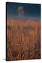 Little Bluestem Prairie Grass-Steve Gadomski-Stretched Canvas